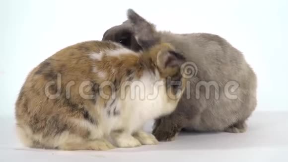 两只彩色兔子在演播室的白色背景下玩耍快关门慢动作视频的预览图