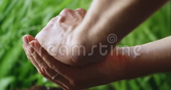 张开手掌把一株植物的幼苗放在一个张开的手掌里在绿色的背景下在相机里伸展这就是视频的预览图