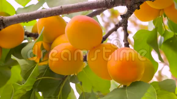 童手拨杏在夏天的花园里从树上摘红樱桃是收获的时候了收集成熟的花园视频的预览图