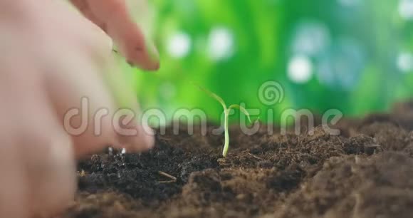 人手在地上栽了一株幼嫩的辣椒种植胡椒苗在地上打个洞来种植视频的预览图