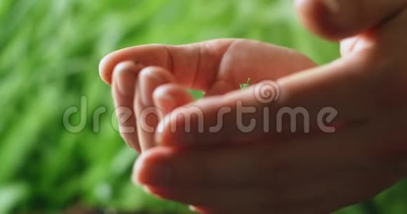 张开手掌把一株植物的幼苗放在一个张开的手掌里在绿色的背景下在相机里伸展这就是视频的预览图