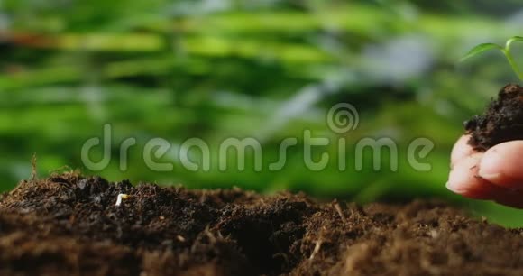 农业生态农业世界土壤日概念男农手用绿叶种子树发芽土壤在视频的预览图