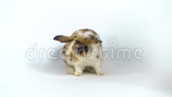 可爱的三只彩色兔子嗅着在工作室的白色背景上环顾四周慢动作视频的预览图