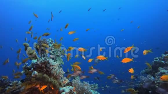 五彩缤纷的热带珊瑚礁场景视频的预览图