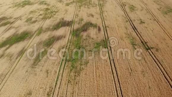 受杂草影响的麦田上方农田收获时间农产工业主题4k无人机倾斜放大视频的预览图