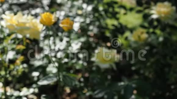 黄色玫瑰花在花园的高清视频视频的预览图