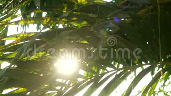 在棕榈树下缓慢移动的镜头特写美丽的阳光透过绿叶闪烁慢动作射击视频的预览图