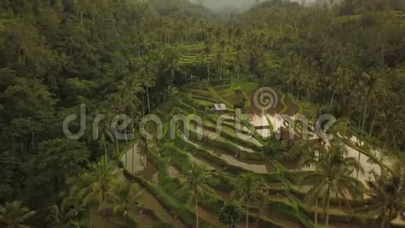巴厘岛上的JatiluwihRiceTerraes从上面可以看到空中无人机4k镜头视频的预览图