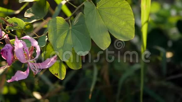 紫兰树港兰花园中紫紫荆花慢速射击视频的预览图