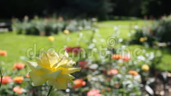 黄色玫瑰花在花园的高清视频视频的预览图