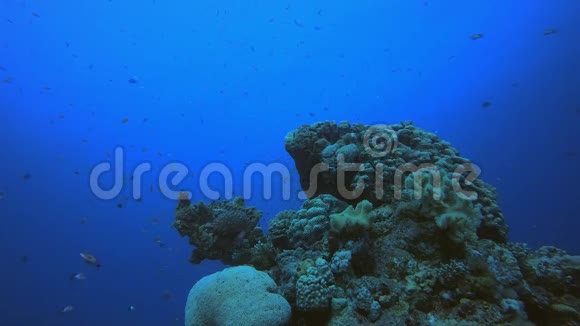 五彩缤纷的热带珊瑚礁场景视频的预览图