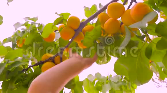 手从木头男孩手中拔出杏子手中拔出成熟的杏子孩子手工采摘成熟的水果成熟多汁的杏视频的预览图