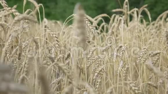 绿树背景下麦田中的黄色麦穗视频的预览图