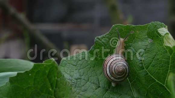 花园里的蜗牛在绿叶上爬行视频的预览图