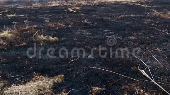 焦土春草原火有烧焦的草的麦田虫的后果破坏燃烧视频的预览图