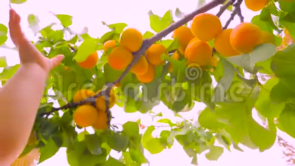 夏季风日成熟杏枝小婴儿的手伸到多汁的杏树上收获视频的预览图