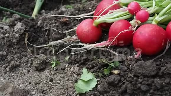 高清视频中花园里的一束新鲜萝卜视频的预览图