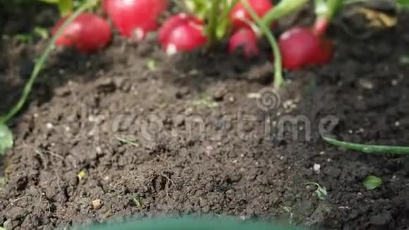 高清视频中花园的萝卜苗床视频的预览图