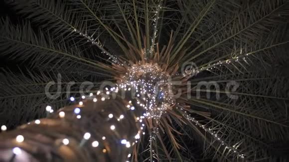 加兰在城市的棕榈树上闪耀着夜晚的光芒视频的预览图