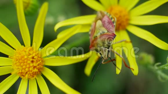一只虫子坐在花园里黄花花瓣的边缘视频的预览图