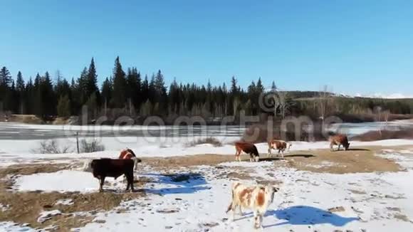 4K在背景山的乡村雪场上放牧的许多奶牛视频的预览图