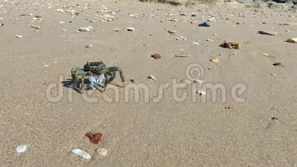 靠近鬼蟹科在沙滩上行走美丽而多彩的螃蟹在沙中奔跑视频的预览图