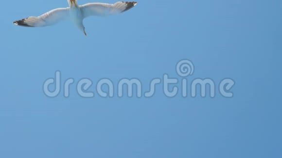 碧海之上的海鸥海中的鸟野鸟高飞旅行概念自由思想野生动物视频的预览图
