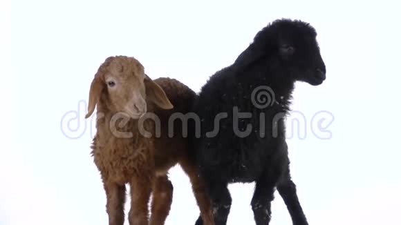 白色背景上的两只小羊慢动作关门视频的预览图