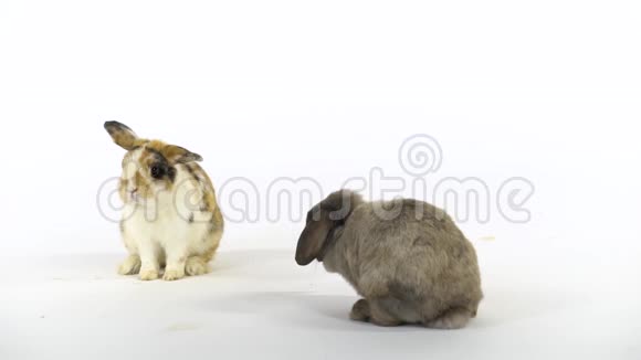 两只彩色兔子在演播室的白色背景下玩耍慢动作视频的预览图
