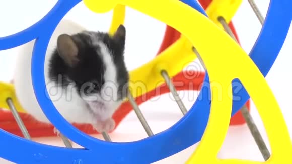 装饰可爱的老鼠在白色背景的车轮上靠近视频的预览图