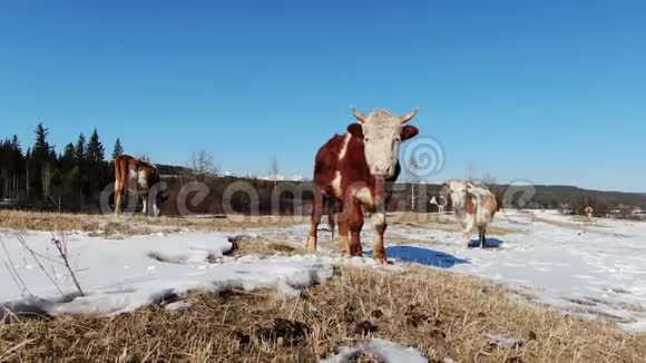 许多奶牛在北部田野上靠近在4K山间行走视频的预览图