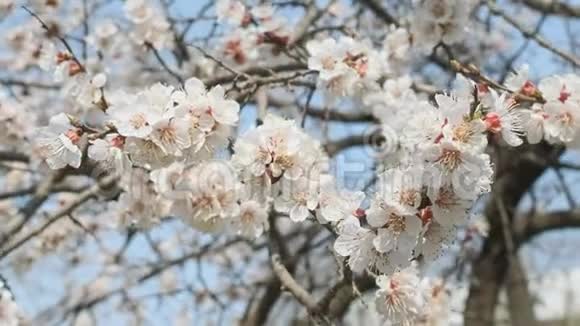 春暖花开的杏花美丽的春天阳光的花背特写4K部录像视频的预览图