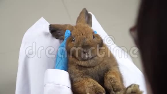 兽医把一只兔子抱在腿上试图打开兔子老鼠检查牙齿视频的预览图