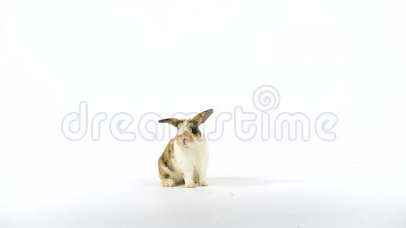 可爱的彩色兔子嗅着在工作室的白色背景上环顾四周慢动作视频的预览图
