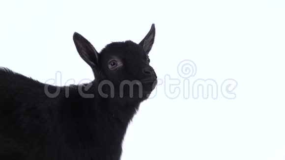 白色背景上的小黑装饰山羊慢动作关门视频的预览图