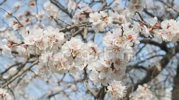 春暖花开的杏花美丽的春天阳光的花背特写4K部录像视频的预览图