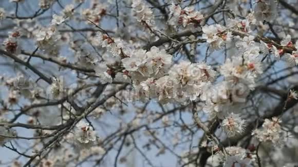 春暖花开的杏花美丽的春天阳光的花背特写4K录像片慢镜头视频的预览图