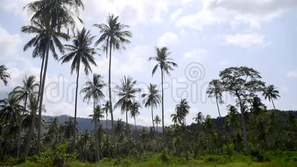 一片由巨大的椰子棕榈和异国树木组成的热带森林苏梅岛中心的热带地区视频的预览图