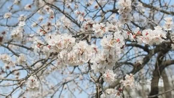 春暖花开的杏花美丽的春天阳光的花背特写录像慢镜头视频的预览图