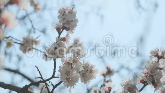 春暖花开的杏花美丽的春天阳光的花背特写录像片段视频的预览图
