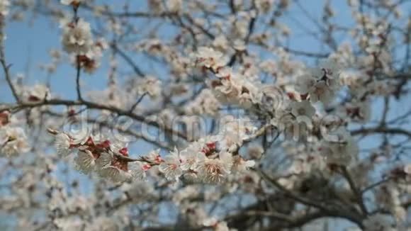 春暖花开的杏花美丽的春天阳光的花背特写录像慢镜头视频的预览图