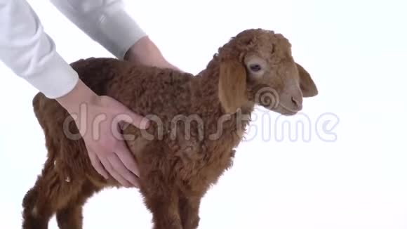 雌性手握并在白色背景下抚摸棕色羔羊慢动作关门视频的预览图