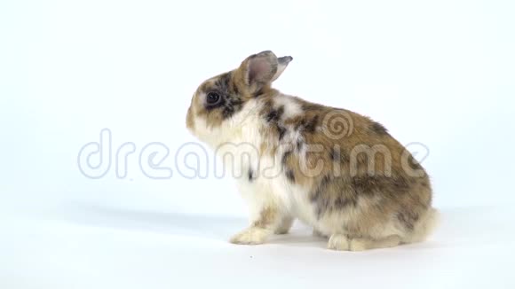 可爱的三只彩色兔子站在两条腿上在工作室里嗅着白色的背景慢动作视频的预览图