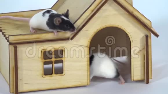 装饰可爱的老鼠在白色背景的小木屋里关门视频的预览图