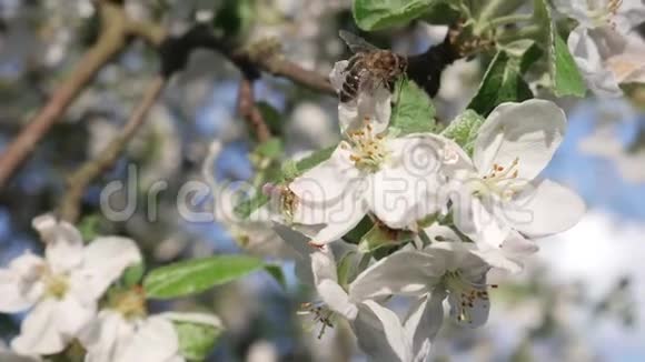 蜜蜂昆虫授粉苹果树开花视频的预览图