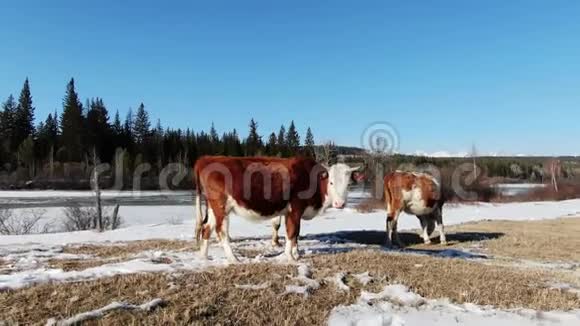 雪场上的奶牛在背景森林4K的乡村视野无人机上放牧视频的预览图