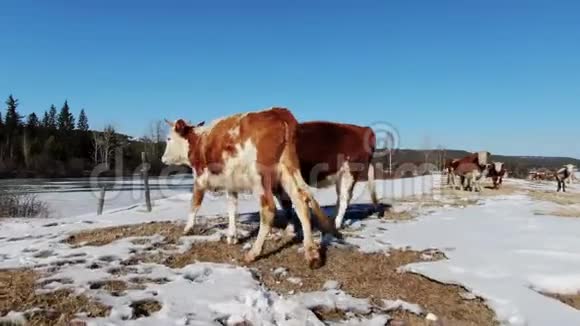 顶部无人机很多牛在北部的田野在背景山4K的农村视频的预览图