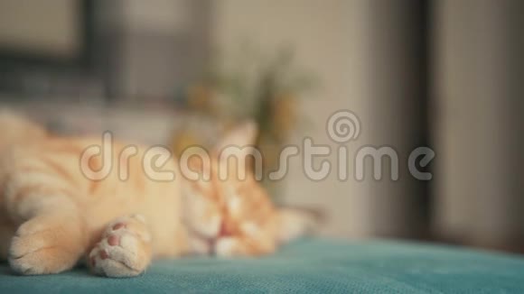 美丽的红猫在阳光明媚的日子里躺在蓝色的沙发上打盹视频的预览图