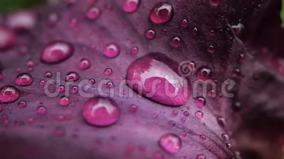 雨后深紫色勃艮第虹膜上水滴的特写视频的预览图