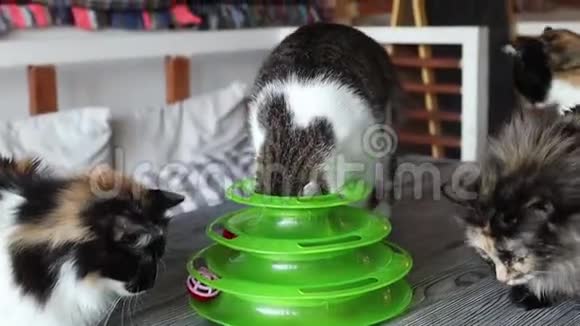 猫在猫的特殊玩具中玩球猫卡在玩具里从桌子上摔下来视频的预览图